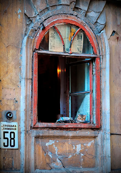 Photograph Vyacheslav Shcherbakov Watchdog Cat on One Eyeland