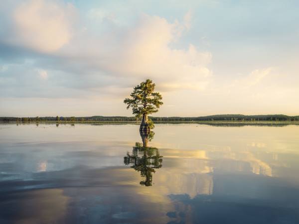 Photograph Andy Mahr Lone Tree on One Eyeland