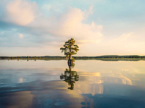Photograph Andy Mahr Lone Tree on One Eyeland