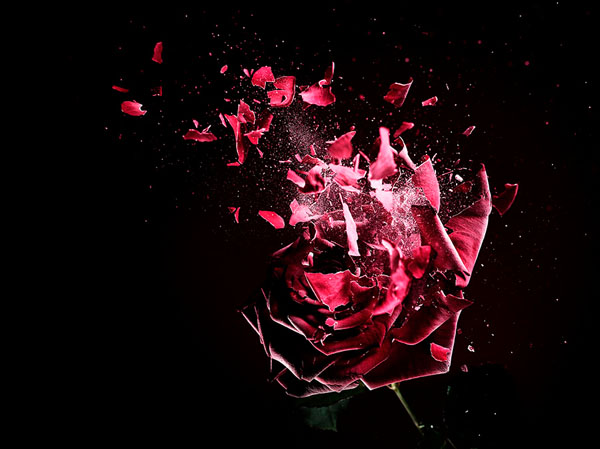 Photograph Aziz Wakim Frozen Rose on One Eyeland