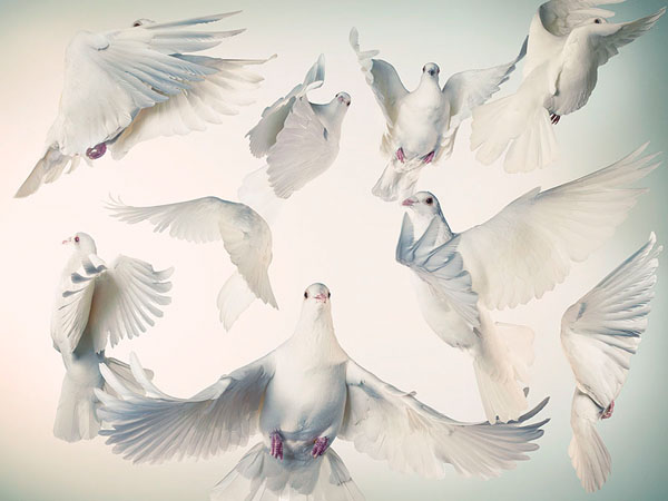 Photograph Aziz Wakim Dove Of Peace on One Eyeland