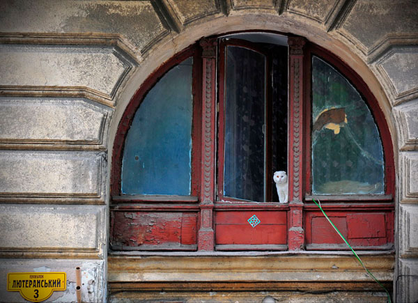 Photograph Vyacheslav Shcherbakov Sad Cat on One Eyeland