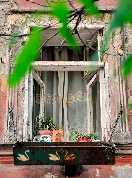 Photograph Vyacheslav Shcherbakov Sad Cat on One Eyeland