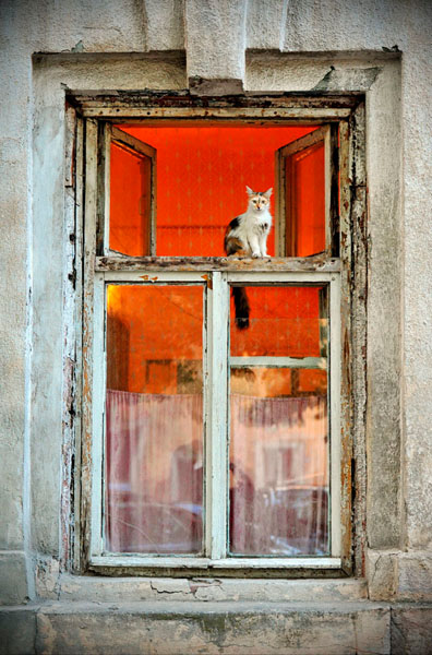 Photograph Vyacheslav Shcherbakov Cat Named Fairy on One Eyeland