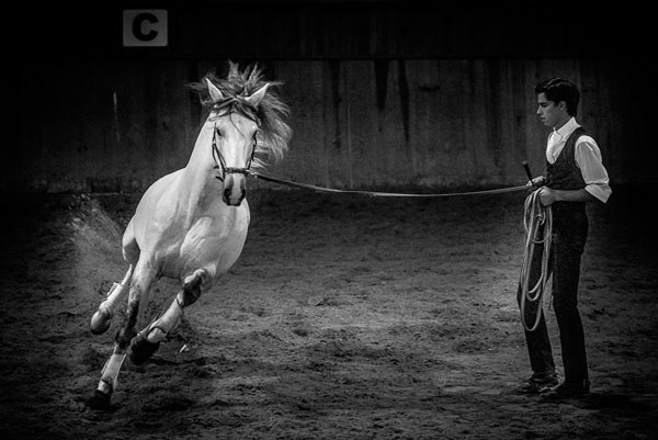 Photograph Matteo Guariso Golega on One Eyeland