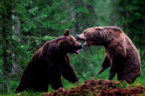 Photograph Ilkka Kokkonen Battle Of Bears on One Eyeland
