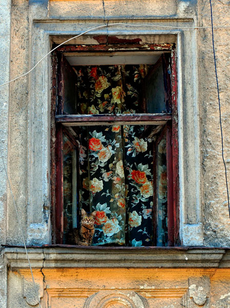 Photograph Vyacheslav Shcherbakov Cat In The Window on One Eyeland