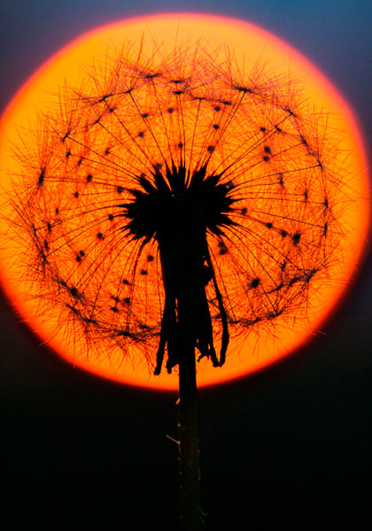 Photograph Ilkka Kokkonen Dandelion on One Eyeland