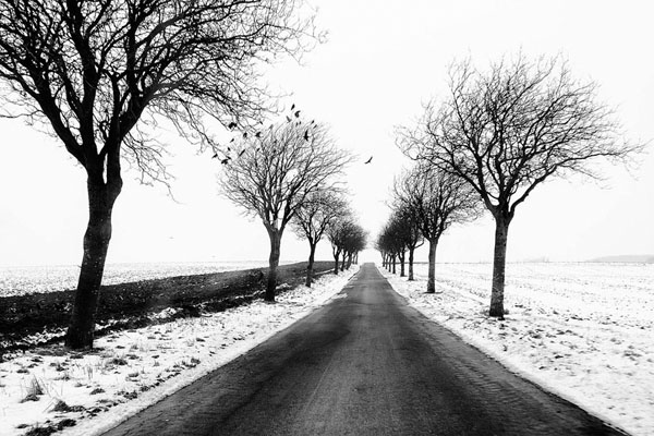 Photograph Klaus Elmfelt Crows on One Eyeland