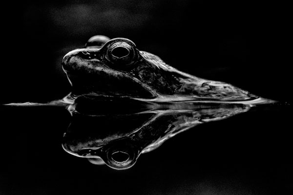 Photograph Ilkka Kokkonen Reflection on One Eyeland