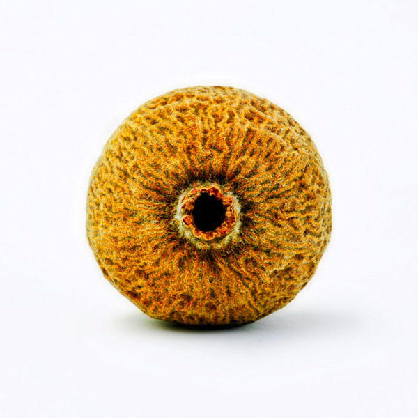Photograph Jose Laino Iris on One Eyeland