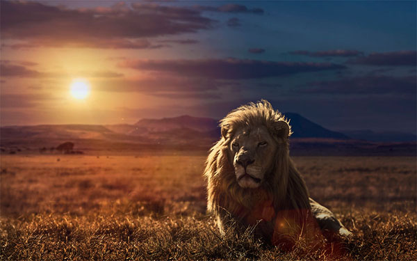 Photograph Jackson Carvalho The Golden King Of The Savannah on One Eyeland