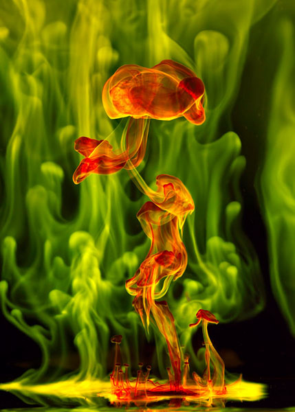Photograph Don Farrall Luminescent Flower on One Eyeland