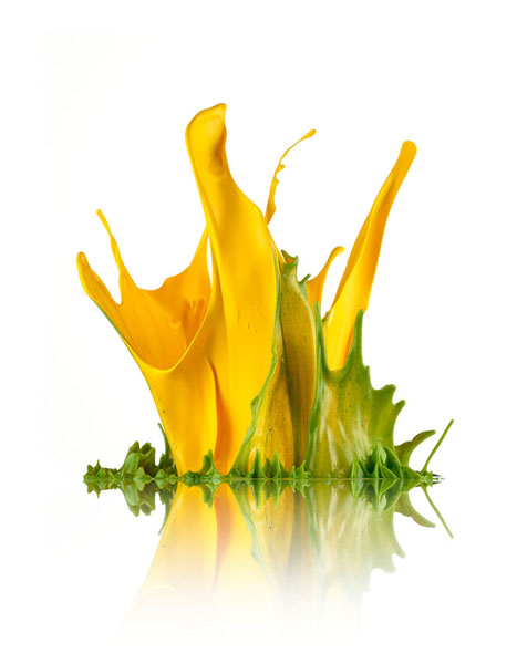 Photograph Don Farrall Paint Blossom on One Eyeland