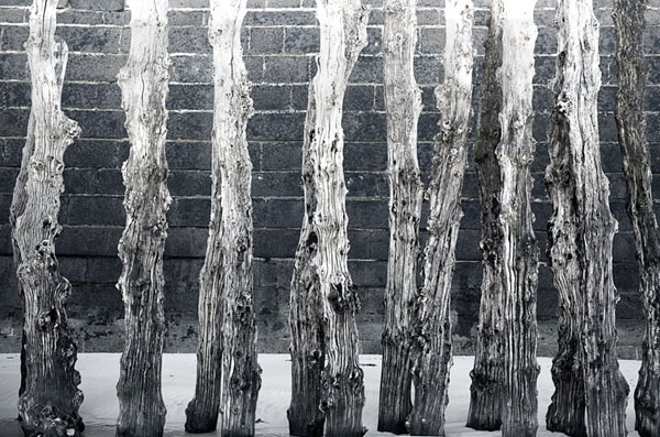 Photograph Agniribe Mada Trees on One Eyeland