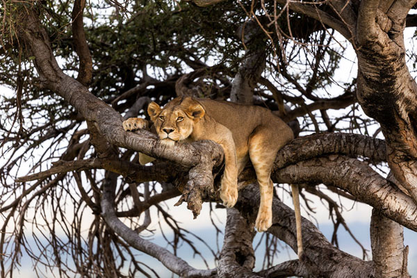Photograph Andrei Duman Lion on One Eyeland