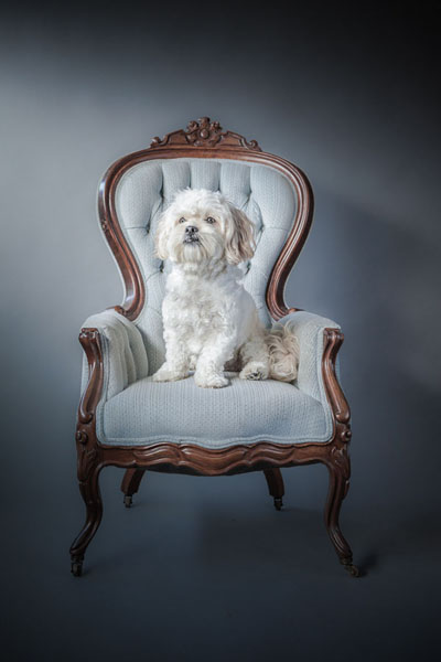 Photograph Sandra Cifo Pet Photography Charlie on One Eyeland