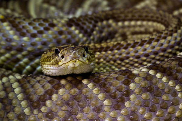 Photograph Ilkka Kokkonen Viper on One Eyeland