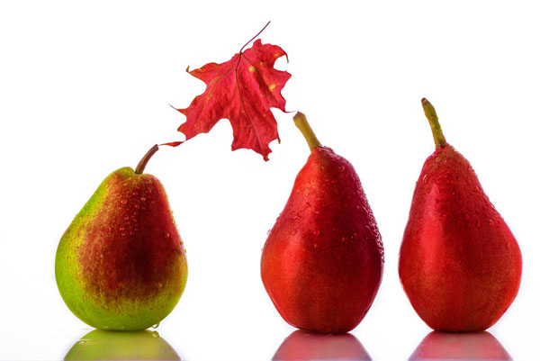 Photograph Jan Kalish Canadian Pears on One Eyeland
