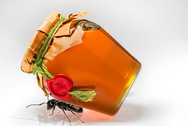 Photograph Jan Kalish Honey Worth Stealing on One Eyeland