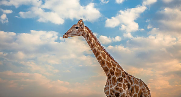 Photograph Jackson Carvalho The Lady Of The Savannah on One Eyeland