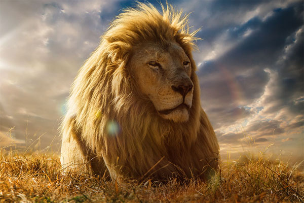 Photograph Jackson Carvalho The Big King Of The Savannah on One Eyeland