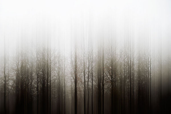 Photograph Agniribe Mada Forest on One Eyeland