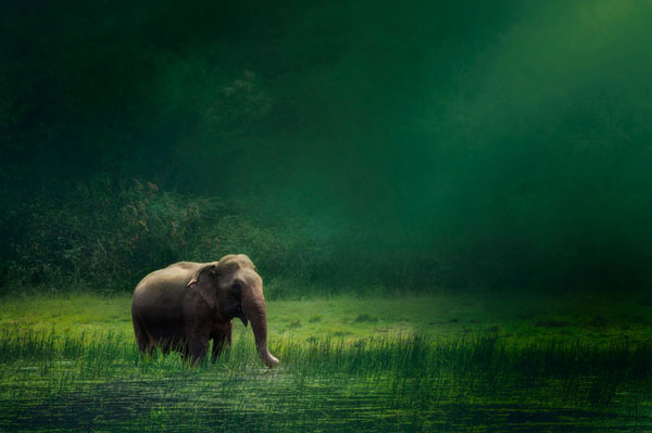 Photograph Vinaya Mohan Alone on One Eyeland