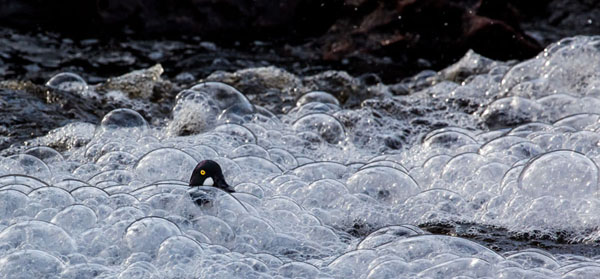 Photograph Ilkka Kokkonen The Goldeneye In Rapids on One Eyeland