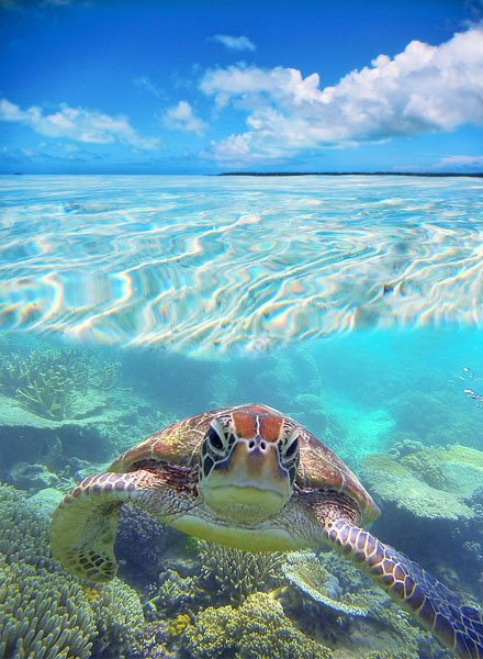 Photograph Mauro Risch Turtle Land on One Eyeland