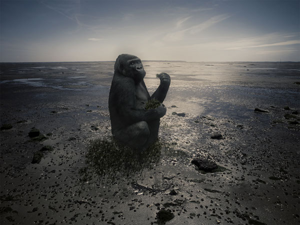 Photograph Norbert Huettermann Kim Gorilla Gorilla on One Eyeland