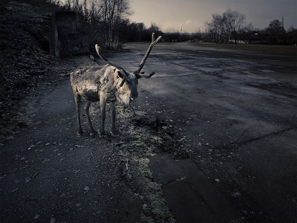 Photograph Norbert Huettermann Dakota Rangifer Tarandus on One Eyeland