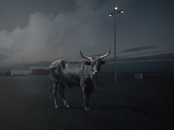 Photograph Norbert Huettermann Oke Bos Taurus on One Eyeland