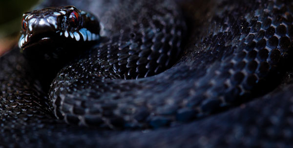Photograph Ilkka Kokkonen Viper Stare 2 on One Eyeland