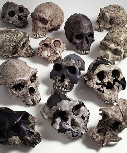 Photograph Glen Wexler Evidence Of Evolution on One Eyeland
