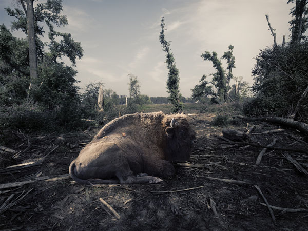 Photograph Norbert Huettermann Viggo Bison Bonasus on One Eyeland