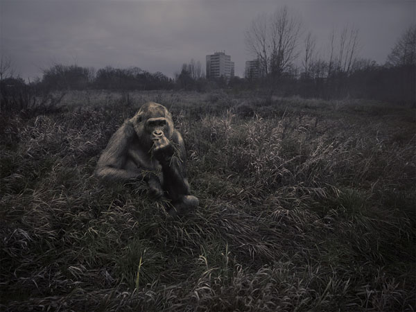 Photograph Norbert Huettermann Tumbaa Gorilla Gorilla on One Eyeland
