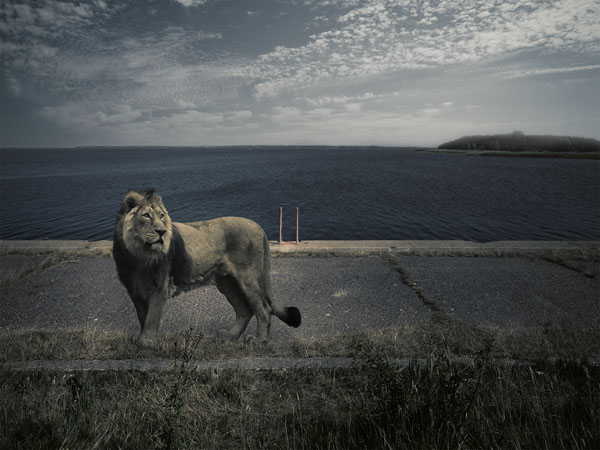 Photograph Norbert Huettermann Shayan Panthera Leo Persica on One Eyeland
