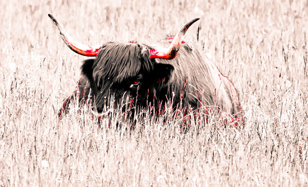 Photograph Ilkka Kokkonen Monstrous Stare on One Eyeland