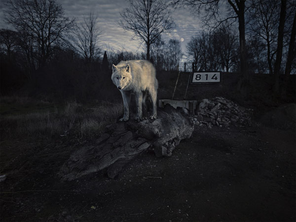 Photograph Norbert Huettermann Yuma Canis Lupus Hudsonicus on One Eyeland
