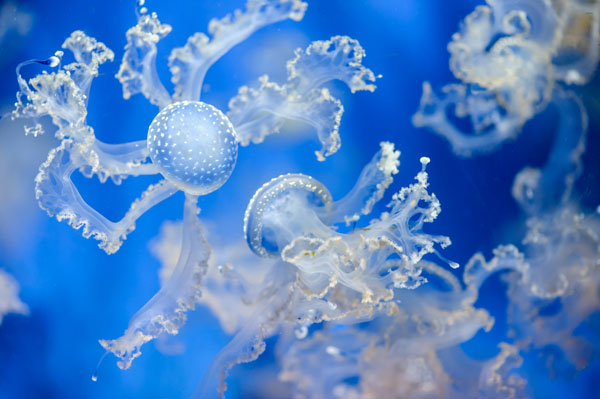 Photograph Wim Lanser Jellyfish on One Eyeland