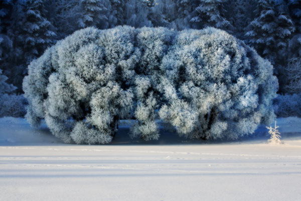 Photograph Jarkko Tiirikainen Fluffy on One Eyeland