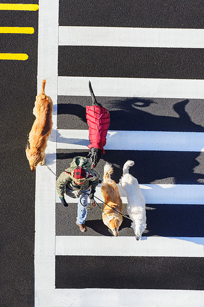 Photograph Mitchell Funk The Dog Walker on One Eyeland