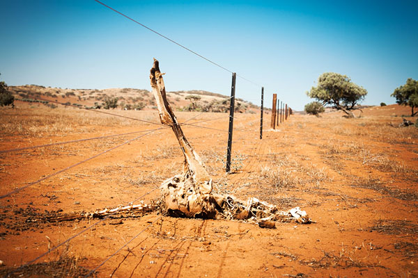 Photograph Hamish Trounson Fence on One Eyeland