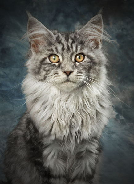 Photograph Ben Image Cats on One Eyeland