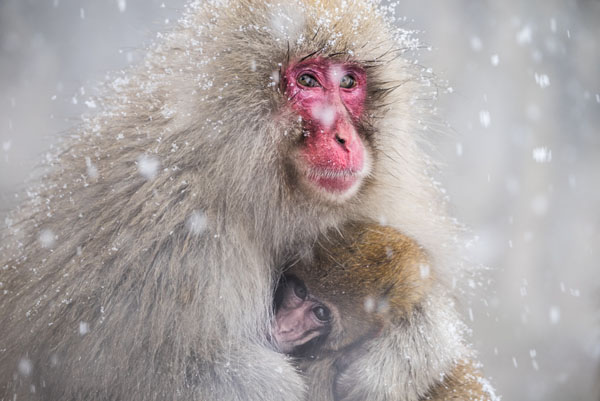 Photograph Takeshi Marumoto Family Ties on One Eyeland