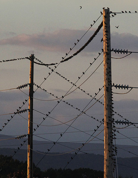 Photograph Larry Hamill Birds On Wires on One Eyeland