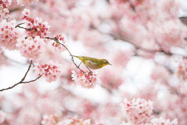 Photograph Takeshi Marumoto Happy Spring on One Eyeland