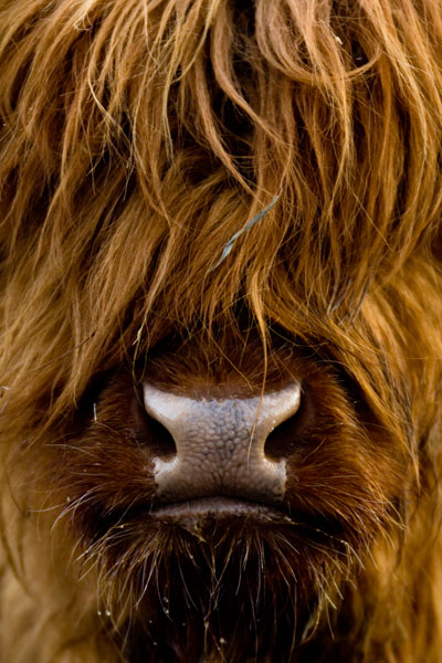 Photograph Ilkka Kokkonen Furry on One Eyeland