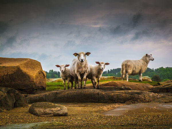 Photograph Aasmund Kvarnstrom Sheep Portrait on One Eyeland